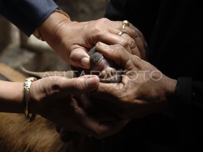 PEMERIKSAAN HEWAN KURBAN