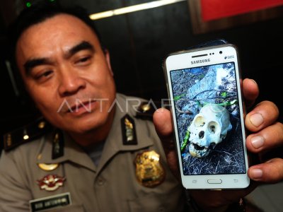 Tengkorak Kepala Orangutan