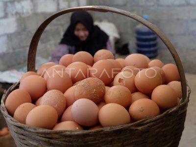 HARGA TELUR TURUN