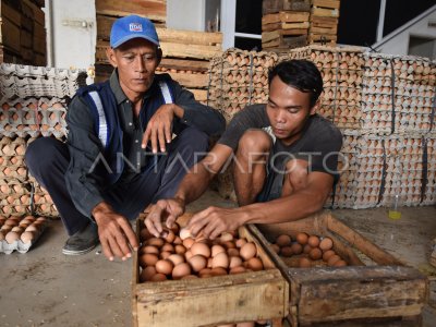 HARGA TELUR AYAM NAIK