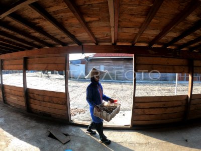 HARGA UDANG REBON ANJLOK