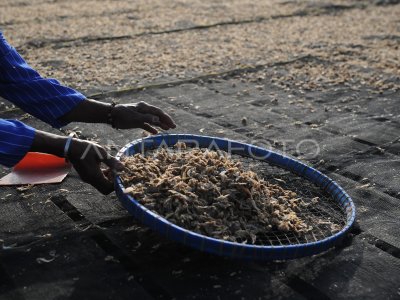 HARGA UDANG REBON ANJLOK