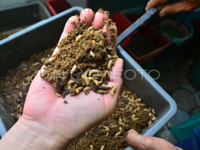 Budidaya Larva Lalat Antara Foto