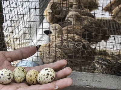 BUDIDAYA BURUNG PUYUH DI BEKASI