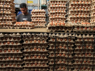 HARGA TELUR AYAM TURUN DI ACEH