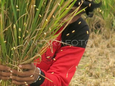 KOMITMEN MENJAGA PRODUKSI PADI NASIONAL | ANTARA Foto