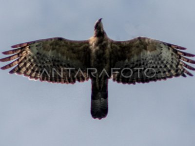 MIGRACIÓN OBSERVACIÓN JUEGOS