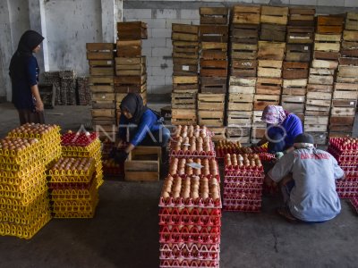 JUMLAH PETERNAK AYAM PETELUR MENURUN