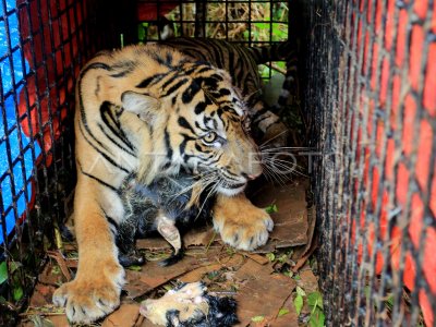 TIGER SUMATERA IN TRAP BOX IN SOUTHERN ACEH