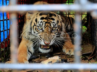 TIGER SUMATERA IN TRAP BOX IN SOUTHERN ACEH