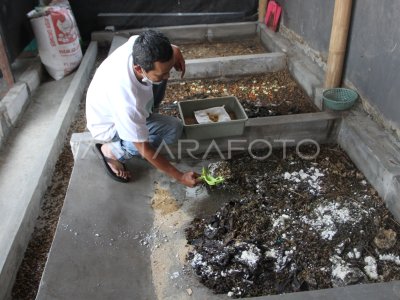 BUDI POWER MAGGOT SWADAYA CITIZENS IN CROSS