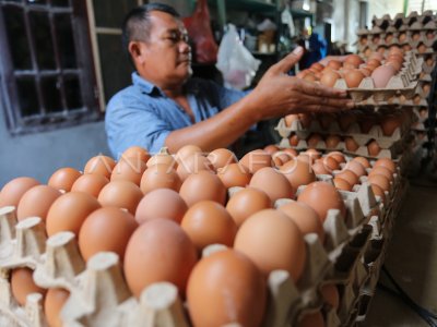 KENAIKAN HARGA TELUR DI ACEH BARAT