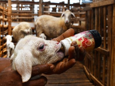 SHEEP CATTLE BREEDING EFFORTS IN MADIUN