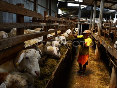 SHEEP CATTLE BREEDING EFFORTS IN MADIUN