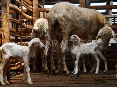 SHEEP CATTLE BREEDING EFFORTS IN MADIUN