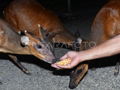 CATCHING TIPS ON PONOROGO