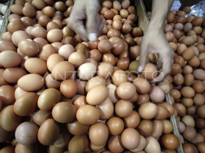 Harga telur ayam