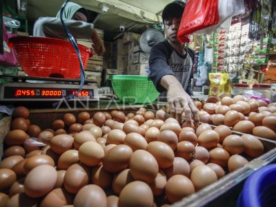 Harga telur ayam