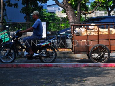 Jasa Ojek Kambing Jelang Idul Adha Antara Foto