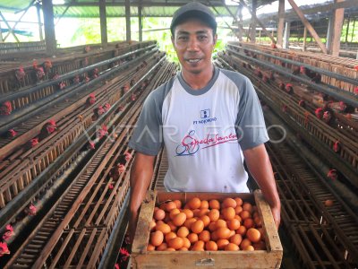 Harga telur ayam ras naik