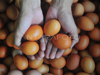 Harga telur ayam ras naik