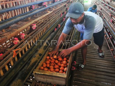 Harga telur ayam ras naik