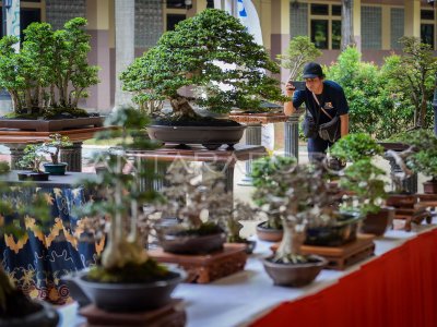 Kontes Bonsai Nasional