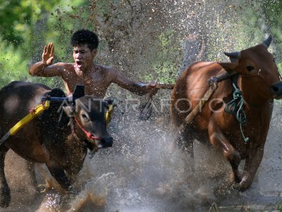 Latihan pacu jawi di Tanah Datar