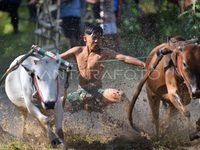 Latihan pacu jawi di Tanah Datar