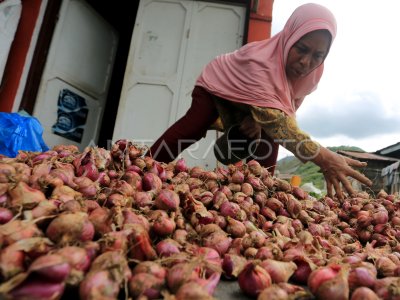Panen bawang merah di Aceh Tengah