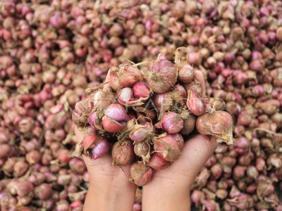 Panen bawang merah di Aceh Tengah