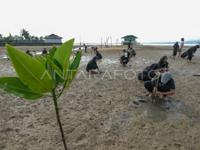 Mangrove planting on the coast of Konawe
