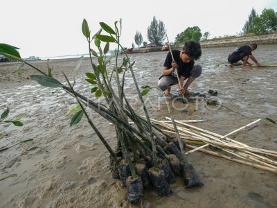 Mangrove planting on the Konawe coast