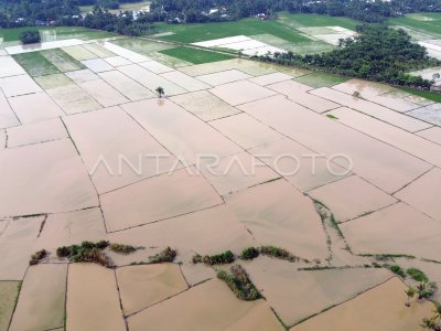 Sawah terendam banjir di Deli Serdang