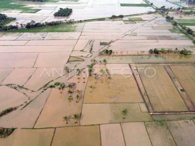 Sawah terendam banjir di Deli Serdang