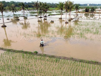 Sawah terendam banjir di Deli Serdang