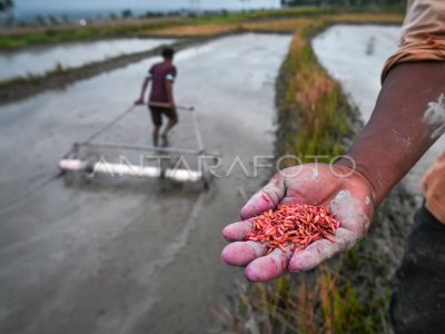 Technological Innovation in Rice Planting in Sigi
