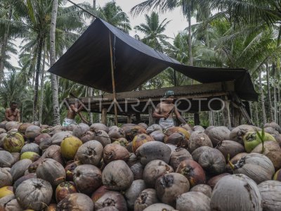 The Minister of Agriculture encourages the downstream processing of coconut to increase export value