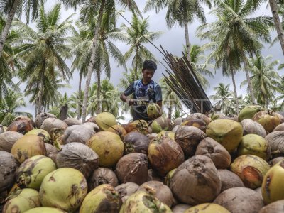 The Minister of Agriculture is driving the downstream process of coconuts to increase export value.