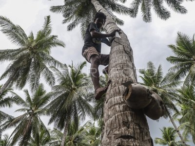 The Minister of Agriculture encourages the downstream processing of coconuts to increase export value.