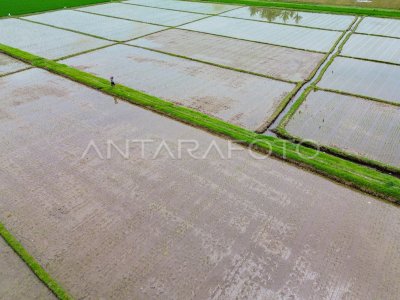 Rice production in East Java