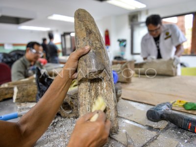 Preparasi fosil gading gajah purba di Museum Geologi Bandung