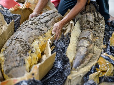 Preparasi fosil gading gajah purba di Museum Geologi Bandung