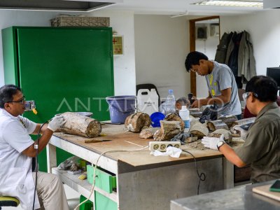 Preparasi fosil gading gajah purba di Museum Geologi Bandung