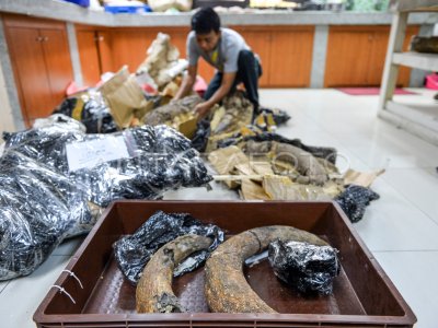 Preparasi fosil gading gajah purba di Museum Geologi Bandung
