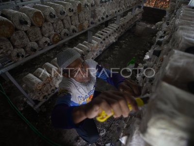 BUMDes kelola budi daya jamur tiram 