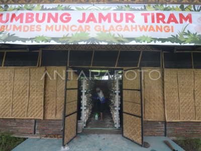 BUMDes kelola budi daya jamur tiram 