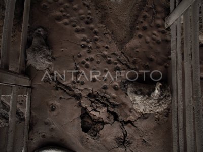 Ratusan ternak milik warga mati akibat erupsi Gunung Semeru