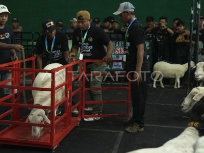 Kontes domba nasional di Tulungagung