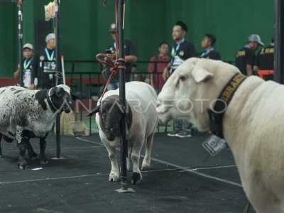 Kontes domba nasional di Tulungagung